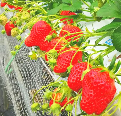 link of top ichigo gari