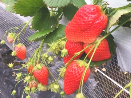 image of access text