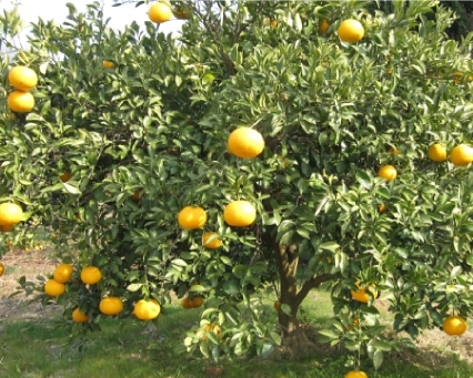 link of top mikan gari