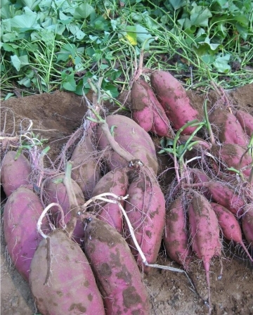 link of top mikan gari