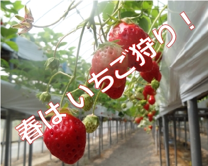 link of top ichigo gari